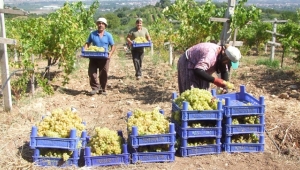 Geyve’de Bağ Bozumu Başladı