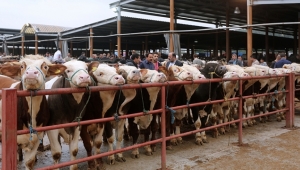 Kurban Kesimi Belirlenen Alanlarda Yapılmalı