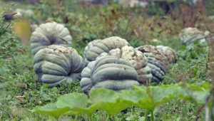 Balkabağı Hasadı Başladı