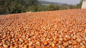 Sakarya’da depodan iki buçuk ton fındık çaldılar