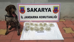 Ada Çayına Sinek İlacı Sıkıp ‘Bonzai’ Diye Satmışlar