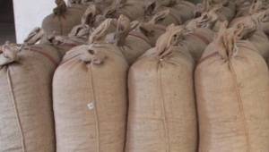 Sakarya’da 11 Çuval Fındık Çalındı