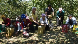 Batı Karadeniz’de Fındık Hasatı Başladı