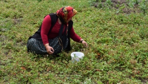 DAĞ ÇİLEĞİ ALICI BULAMAZ HALE GELDİ