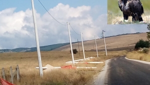 SEDAŞ’tan Kuşları Koruyacak Enerji Hattı Yatırımı