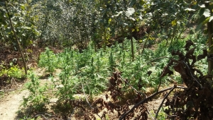 573 Kök Skunk Bitkisi Ele Geçirildi