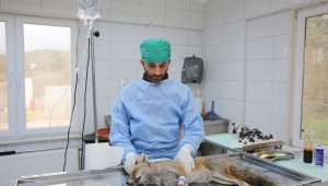 Adapazarın'da Tilki Yakalandı