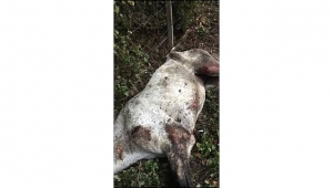 Yaralı Ata Zabıta Ekipleri Sahip Çıktı