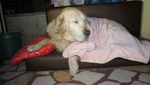 Esnaftan Örnek Davranış