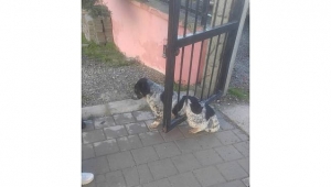 Kapıya Sıkışan Köpeği İtfaiye Ekipleri Kurtardı