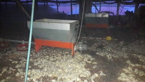 Kaynarca'da 25 Bin Civciv Telef Oldu