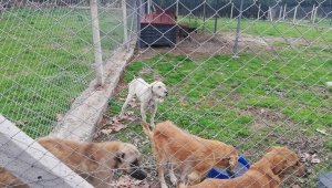 Meclis Başkanı Sever: 