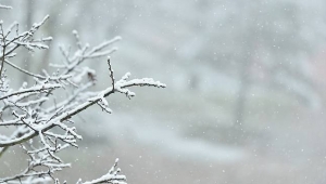 SAÜ Beyaza Büründü