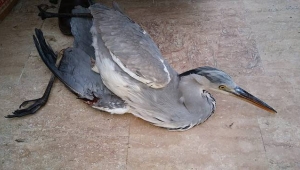 Yaralı Balıkçıl Kuşu Koruma Altına Alındı