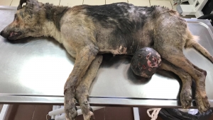 Erenler Belediyesinden Örnek Davranış 