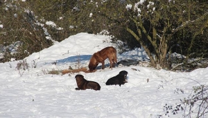 Sahipsiz Hayvanlara Belediyeden Yardım Eli