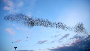 Sığırcık Kuşlarından Göz Kamaştıran Görüntüler