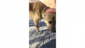 Kangrenli Sokak Köpeği Tedavi Altına Alındı
