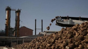 PANCAR ÇİFTÇİSİNE MÜJDE!