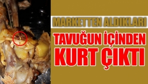 Marketten Aldıkları Tavuğun İçinden Kurt Çıktı