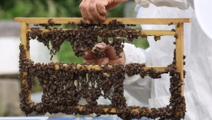 54 Katılımlı Arıcılık Projesi İle Üretime Başladık