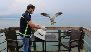 Yaralı Martının İmdadına Yetiştiler