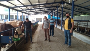 Akyazı’da Kurban Denetimleri Sıkı Başladı