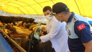 Arifiye Belediyesi Kurban Satış ve Kesim Yerlerini Denetliyor