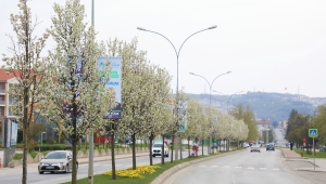 Çiçek açan ağaçlar görsel şölen sunuyor