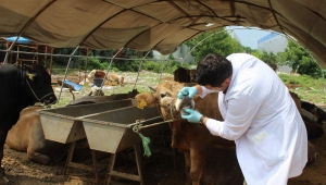 Arifiye’de Kurban Satış Yerleri Denetleniyor…