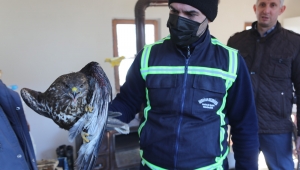 Kanadından Vurulan Doğan Tedavi Altına Alındı