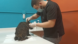 Yavru Köpek Donmaktan Kurtarıldı