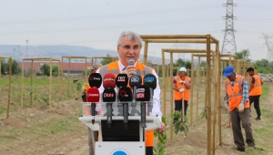 Büyükşehir’in meyve bahçesinde Sakarya’da bir ilk