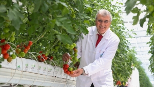 Hedef yılda 1250 ton domates üretimi