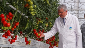 İlk ürünler sofrada: Bereketli bir hasatla 30 bin kilogram alındı