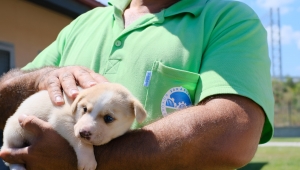 Bölgenin En Büyük Hastanesi Can Dostlara Kucak Açtı: Pire, Uyuz Ve Kuduz İçin İşlem Başladı
