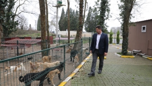 Akyazı Belediyesi Depremzede Hayvanlara Sahip Çıktı