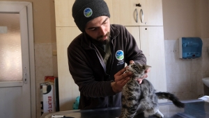 Büyükşehir Veteriner Ekibi Antakya’da Can Dostlarının Yaralarını Sarıyor