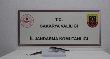 Sakarya’da Ofiste Piton Besleyen Kişiye Ceza: Kraliyet Pitonu Ele Geçirildi