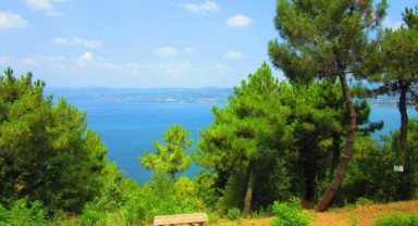 Valilikten Ormanlar İçin Yeni Karar!