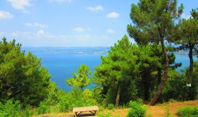 Valilikten Ormanlar İçin Yeni Karar!