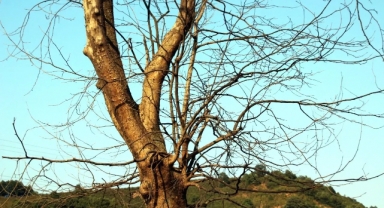 Asırlık Çınarlar Kuruyor: Mahalleliden Yetkililere Çağrı