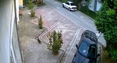 Depremi hissederek hızla uzaklaşan kedi kameralara yansıdı