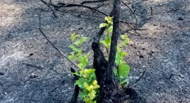 Geyve'nin Yanan Ormanları Yeniden Yeşeriyor