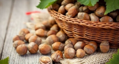 Güncel Fındık Fiyatları