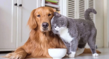 Kedi Ve Köpek Tüyleri Hastalık Yapar Mı ?