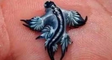 'Mavi Ejderha' Alarmı: Nadir Görülüyor, Çok Zehirli! Plajlar Kapatıldı