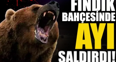 Fındık Bahçesinde Ayı Saldırısı: Bir Kişi Yaralandı