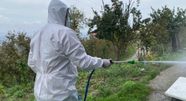Erenler’de Kokarcaya Yönelik Etkili Mücadele Devam Ediyor