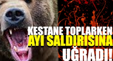 Hendek’te Kestane Toplarken Ayı Saldırısına Uğradı: Durumu Ağır